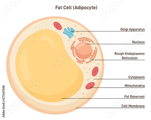 Fat cell structure. Adipocytes or lipocytes compose adipose tissue photo