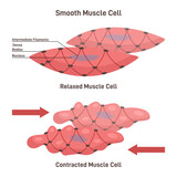 Smooth muscle cells anatomical structure description outline diagram. Labeled educational comparison with relaxed or contracted states and shape differences vector illustration. Biological explanation