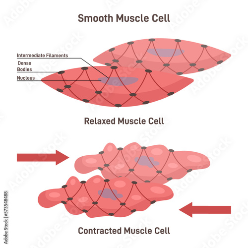 Smooth muscle cells anatomical structure description outline diagram. Labeled educational comparison with relaxed or contracted states and shape differences vector illustration. Biological explanation
