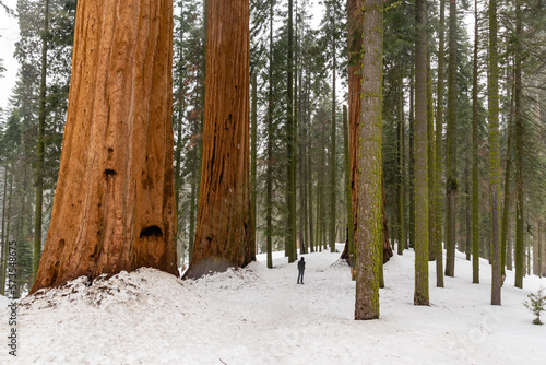 Dwarfed by Tree's