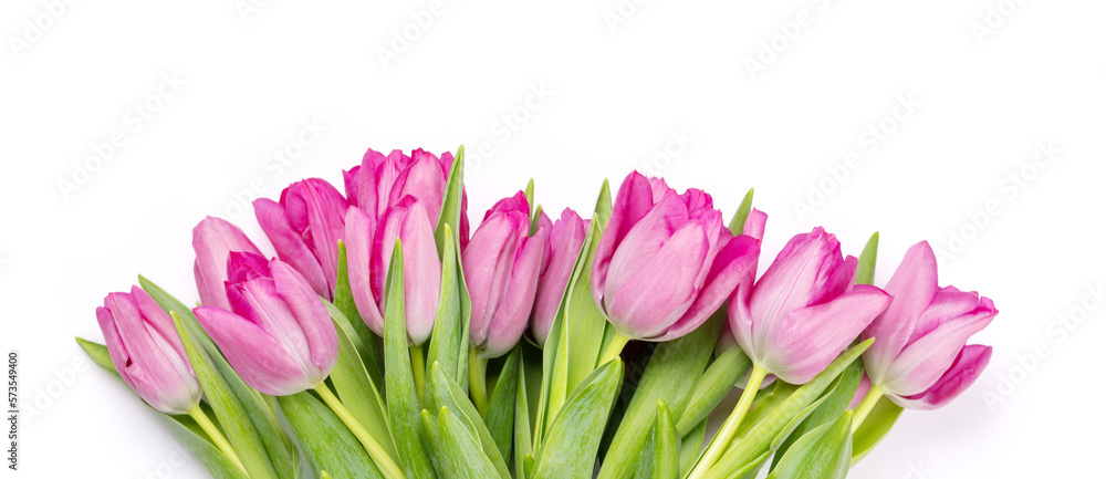 Fototapeta premium Fresh pink tulip flowers