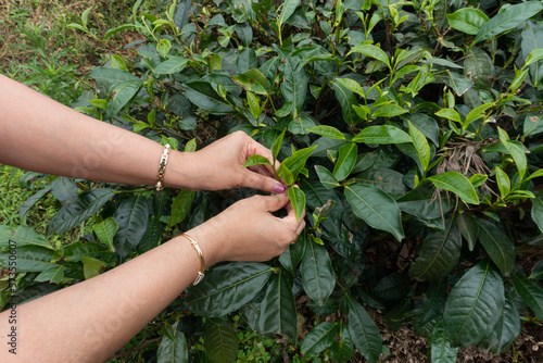 hands of a woman picking tea leaves at a tea estate