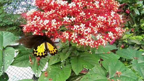 a butterfly sucking nectar from a flower