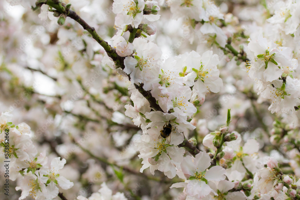 Obraz premium Almendro