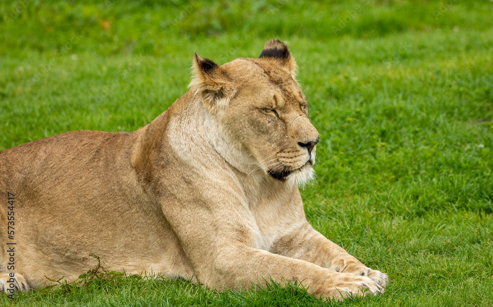 Fototapeta premium lion in the grass
