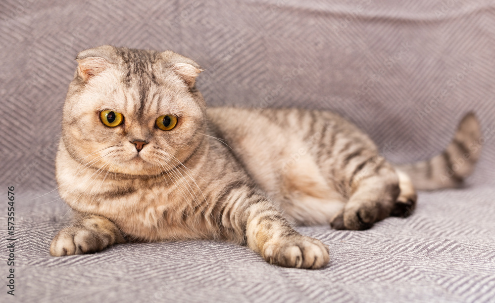 gray scottish fold posing on gray couch