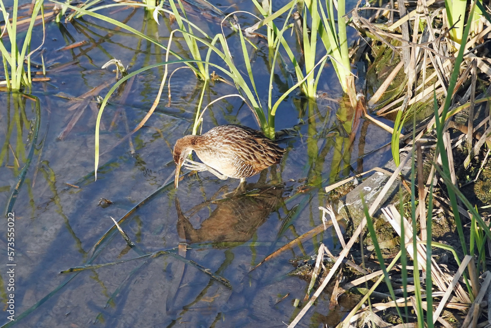 Clapper Rail scratching chin Clapper Rail scratching chin
