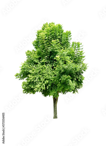 Tree green leaves for garden decoration. Isolated on white background. (png)