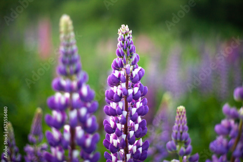 Purple flowers in field. Plants in garden. Useful plant. Russian tea.