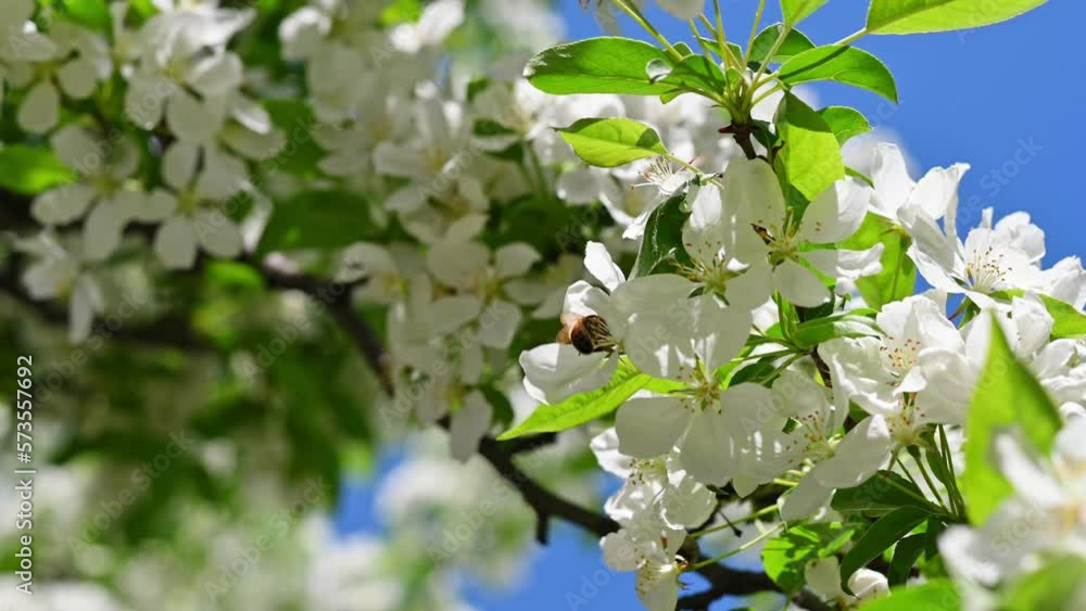 Natural beautiful background, fruit tree blossom. Blooming spring apple tree branches on sunny day against blue sky. Rays of the sun through the white lush flowers of the tree Natural beautiful background, fruit tree blossom. Blooming spring apple tree branches on sunny day against blue sky. Rays of the sun through the white lush flowers of the tree