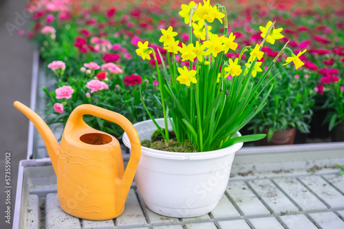 Watering can and daffodils