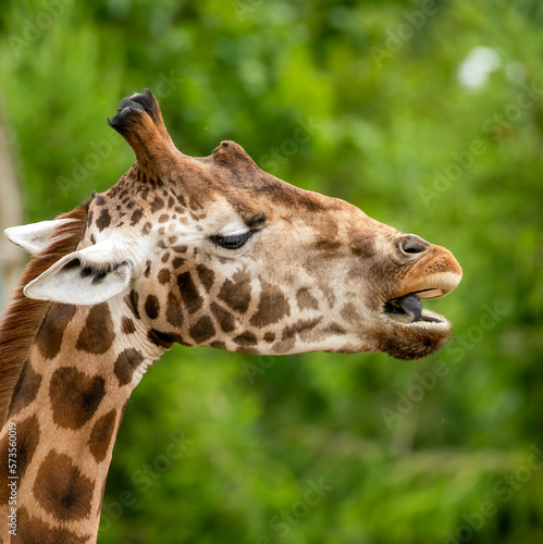 close up of giraffe head © Sarah