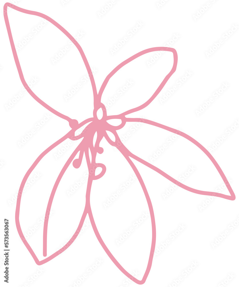 cassia bakeriana pink flower cassia bakeriana pink flower