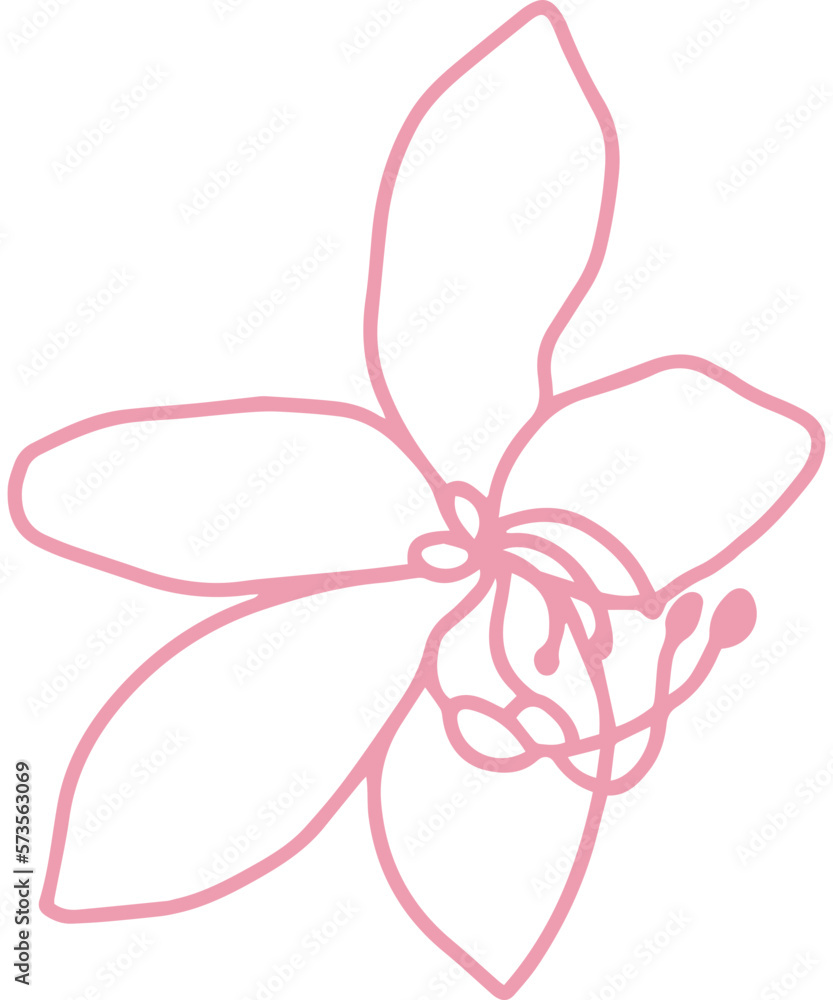 cassia bakeriana pink flower cassia bakeriana pink flower
