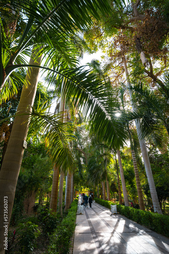 Botanical Garden at the Kitchener s Island in Nile river  Aswan  Egypt. Africa.