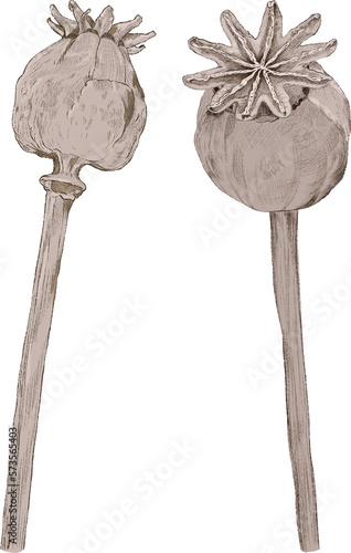 Dried Poppy Seed Heads on Stems, front and back views. Isolated png. Hand drawn line sketch, beige brown.