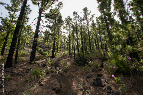 Scene of the Birigoyo peak, La Palma Island, Canary Islands. photo