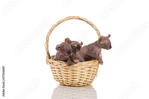 Canadian sphynx kitten
