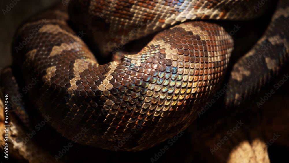 A scaly large reticulated python coiled up in a knot and waits for a victim. A beautiful pattern on the skin shimmers with a rainbow. A scaly large reticulated python coiled up in a knot and waits for a victim. A beautiful pattern on the skin shimmers with a rainbow.