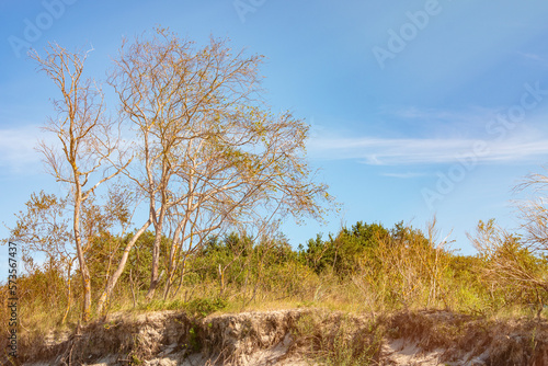A withering whimsically twisted tree on a sandy shore near the sea. Unfavorable environment for plant survival. Background to the theme of drought and depletion of fertile soils.