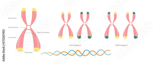 Chromosomes genetic dna technology science education 