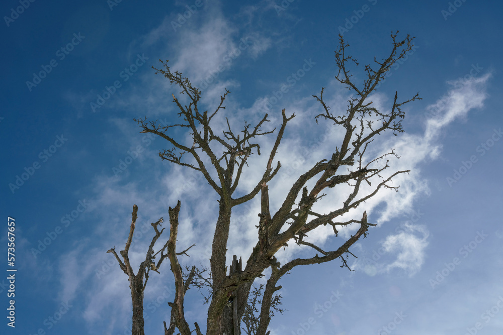 Dark silhouette of lonely dried tree against cloudy blue sky. Bared branches of dry tree. Dark silhouette of lonely dried tree against cloudy blue sky. Bared branches of dry tree.