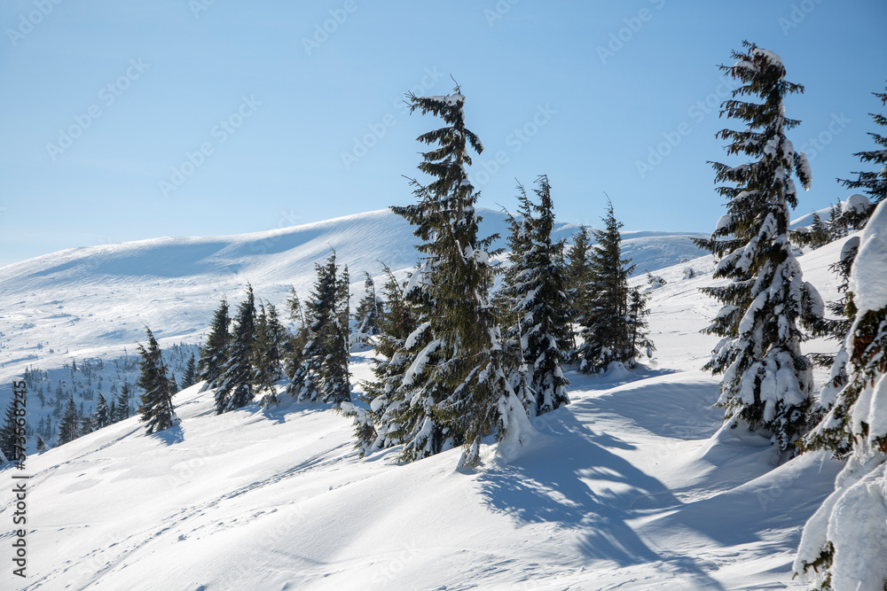 Skiing in the snowy mountains among spruce trees, Carpathian Mountains, Drahobrat ski resort Skiing in the snowy mountains among spruce trees, Carpathian Mountains, Drahobrat ski resort