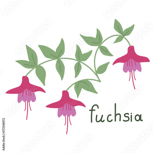 Pink fuchsia illustration