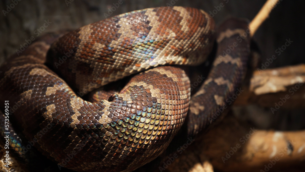 A scaly large reticulated python coiled up in a knot and waits for a victim. A beautiful pattern on the skin shimmers with a rainbow. A scaly large reticulated python coiled up in a knot and waits for a victim. A beautiful pattern on the skin shimmers with a rainbow.