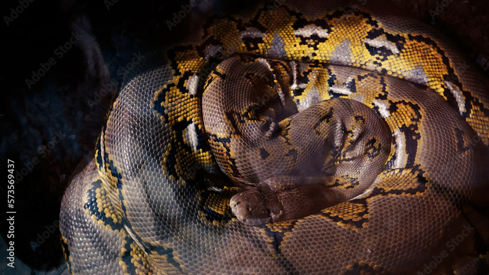 A scaly large reticulated python coiled up in a knot and waits for a ...