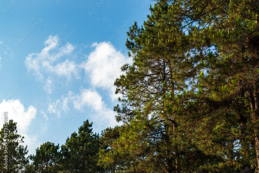 Pine Forest, Pine Trees, The two-leaf and three-leaf pine trees at Doi Pha Hom Pok National Park, Fang District, Chiang Mai, Thailand. Pine Forest, Pine Trees, The two-leaf and three-leaf pine trees at Doi Pha Hom Pok National Park, Fang District, Chiang Mai, Thailand.