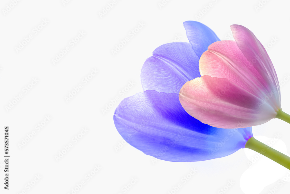 Tulips of two different colors and sizes isolated on a white background. purple and pink tulips.