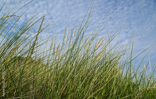 Grass on a dune near the sea