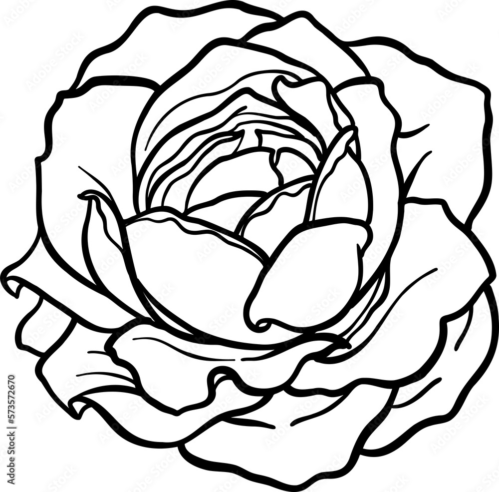 Breath of life rose png.Beautiful flower on transparent background. Breath of life rose png.Beautiful flower on transparent background.
