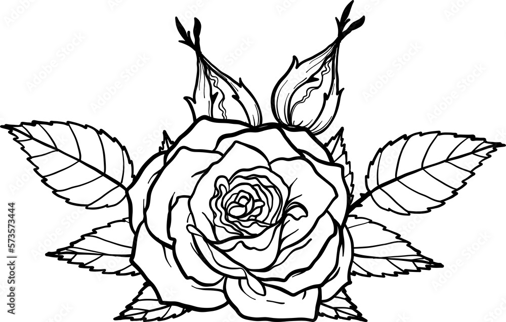 Breath of life rose png.Beautiful flower on transparent background. Breath of life rose png.Beautiful flower on transparent background.