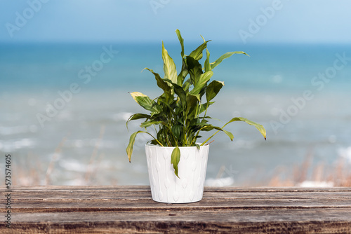 Potted plant on table near sea