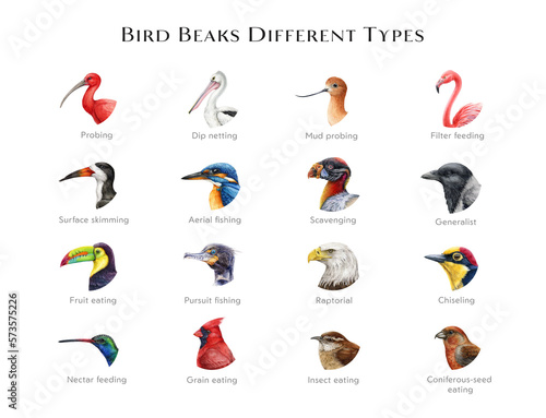 Obraz na plátne Bird beaks different types illustration set