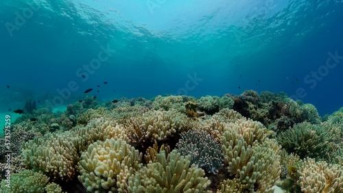 Tropical coral reef. Scene reef. Marine life sea world. Underwater fish reef marine. Philippines. © Alex Traveler