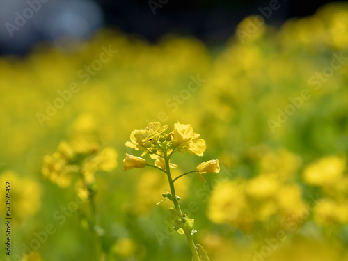 なの花畑