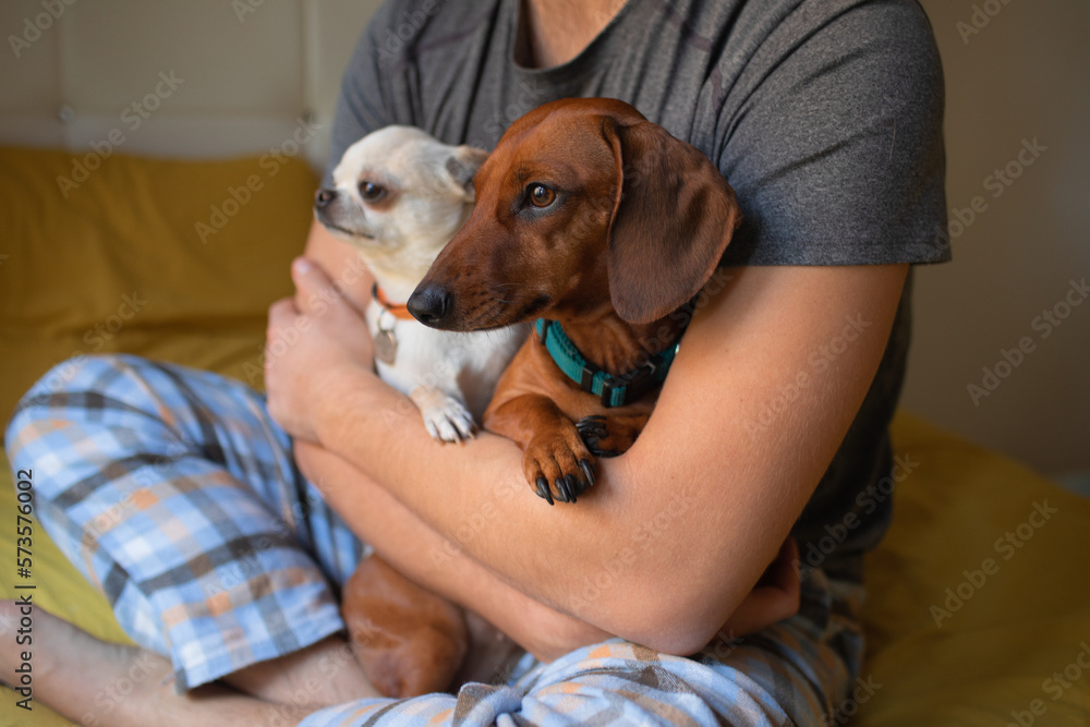 A man holds two small dogs in his arms.