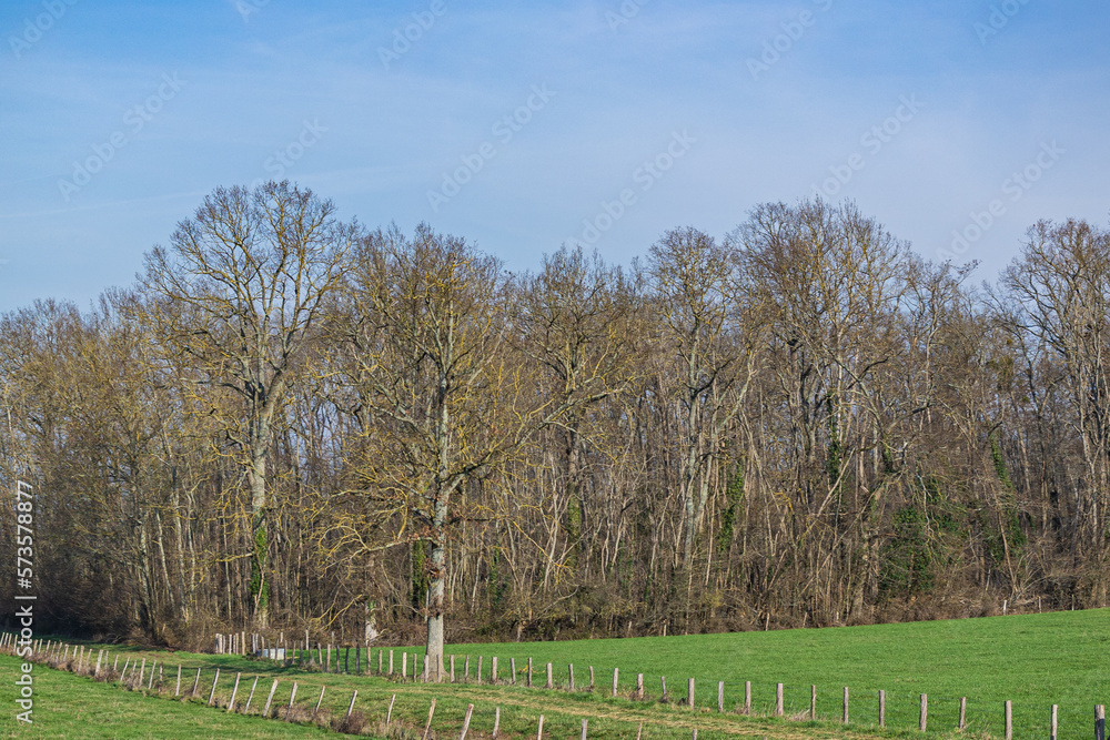paysage de prairie et forêt en France paysage de prairie et forêt en France