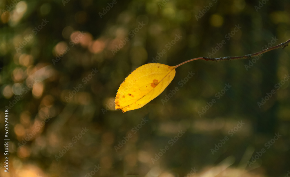Close-up yellow leaf on a branch in autumn forest Close-up yellow leaf on a branch in autumn forest