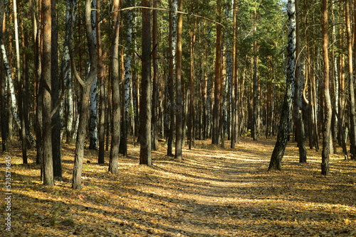 Dense thickets with many trees in the autumn forest lit by the evening sun