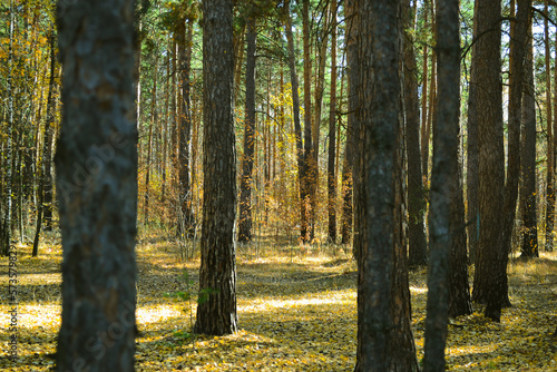 Trunks of pine trees in a dense thicket of a sun-drenched autumn forest