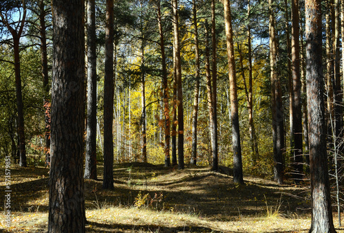 Fototapeta Naklejka Na Ścianę i Meble -  Trunks of pine trees in the autumn forest lit by the sun