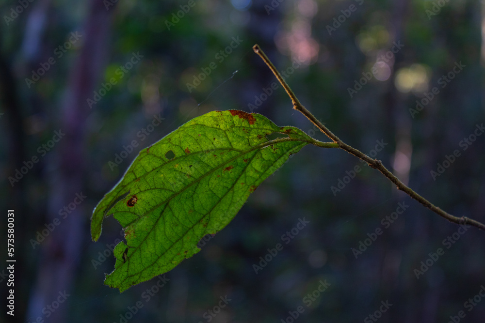 close up of a leaf close up of a leaf