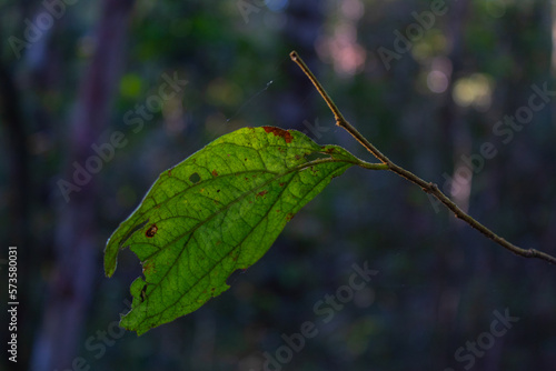close up of a leaf