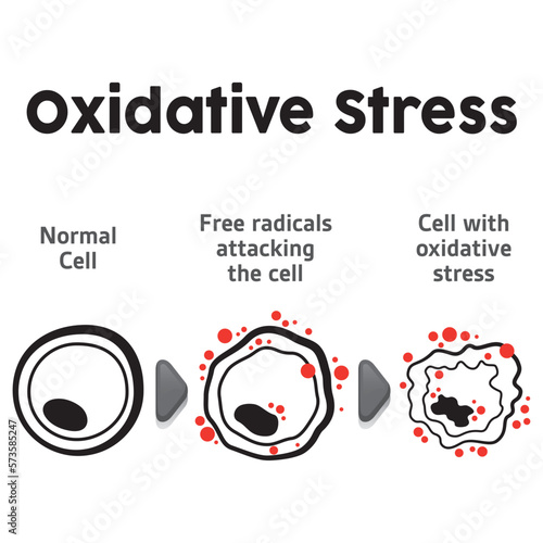 Cell anatomy undergoing oxidative stress, biology. Ideal for educational and informational materials