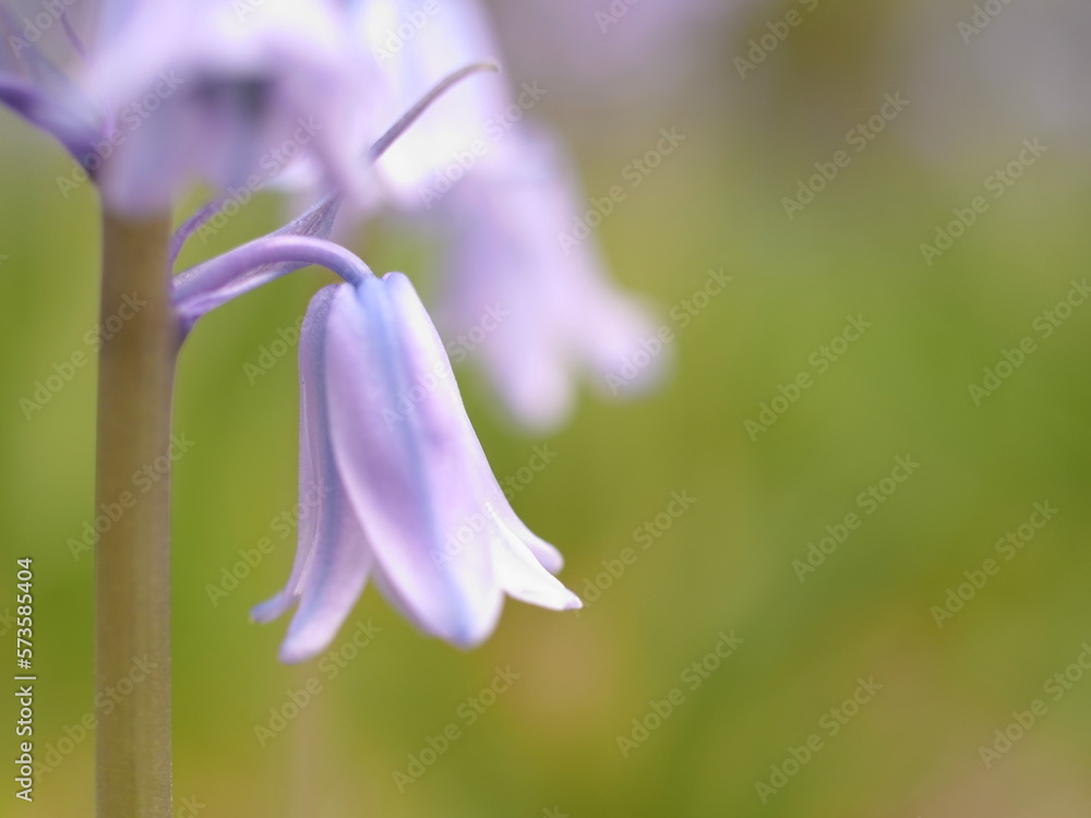 Obraz premium シラー・カンパニュラータ, Scilla campanulata