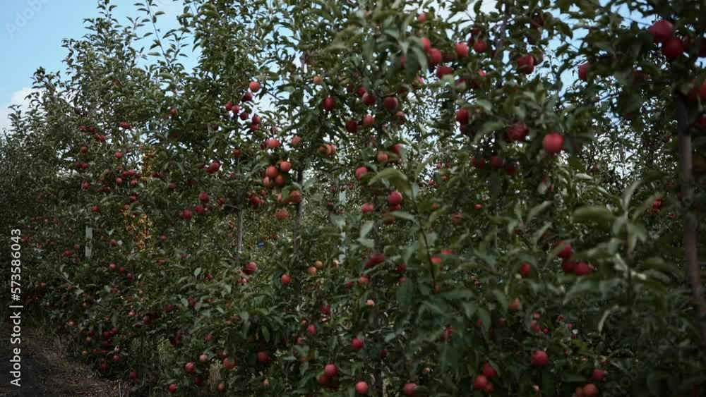 an apple plantation of a large fruit farm an apple plantation of a large fruit farm